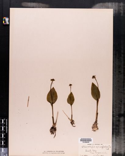 Malaxis unifolia