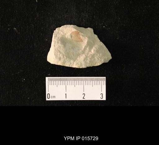 Permoblattina permiana