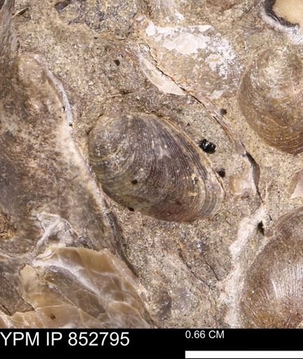 Limopsis striatopunctatus