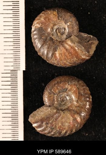 Hoploscaphites comprimus