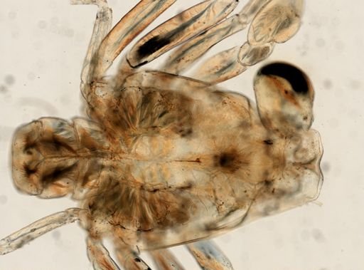 Brachyura