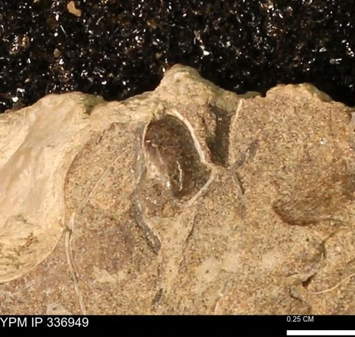 undet. Gastropoda