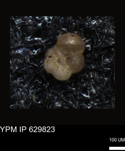 undet. Foraminiferida