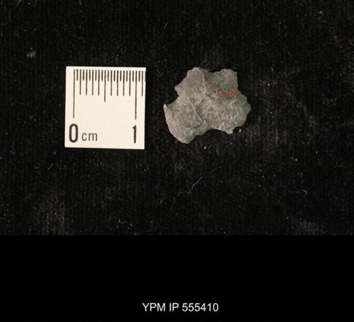 Ambocoelia planoconvexa
