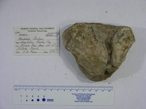 Amebelodon floridanus