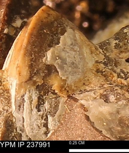 Protocardia subquadrata