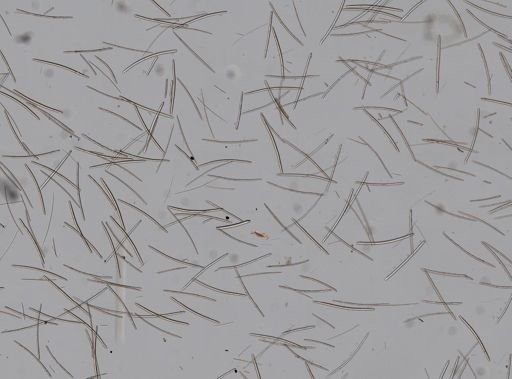 Haliclona (Reniera)