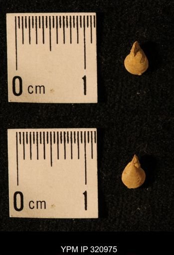Dielasma elongatum