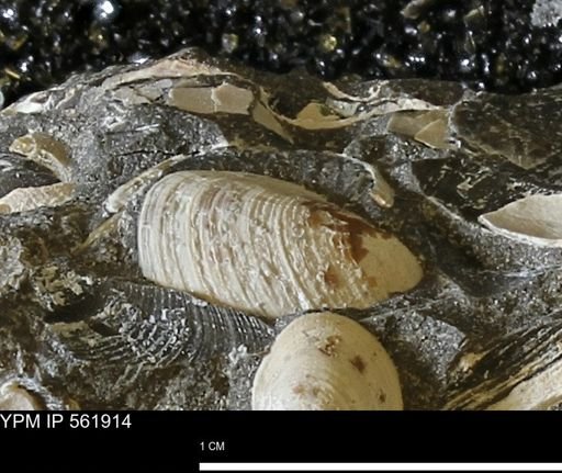 Limopsis sp.