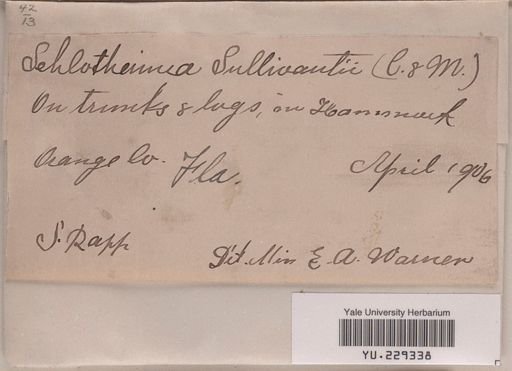 Schlotheimia sullivantii