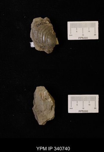 Inoceramus sp.