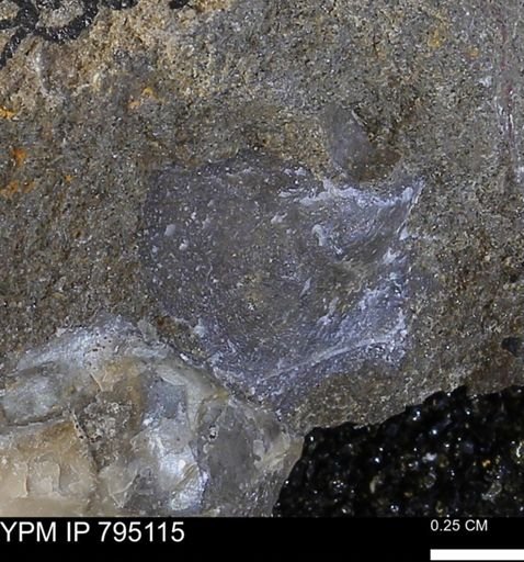undet. Bivalvia