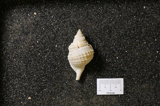 Distorsio clathrata