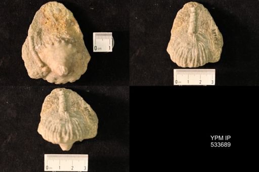 Eutrochocrinus christyi