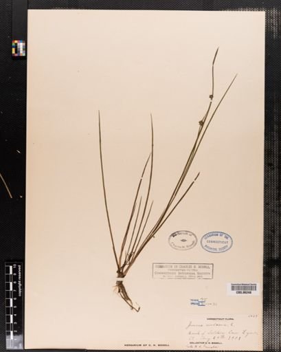 Juncus nodosus