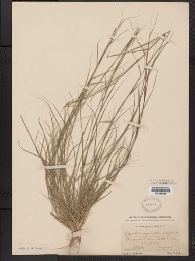 Sporobolus vaginiflorus