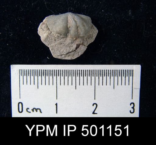 Mesolobus sp.