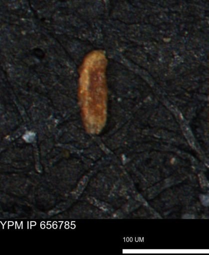 Miliammina manitobensis