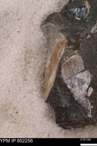 undet. Bivalvia