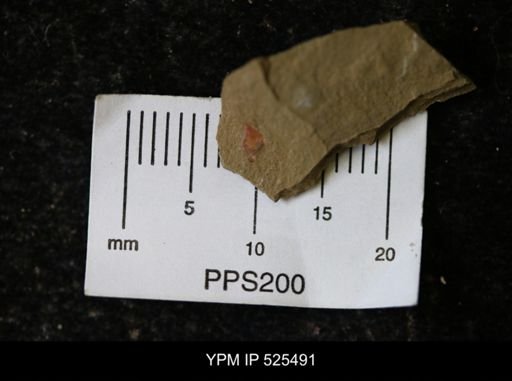 undet. Synziphosurina