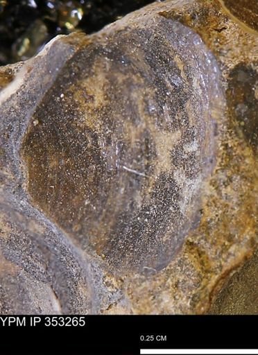 Limopsis striatopunctatus