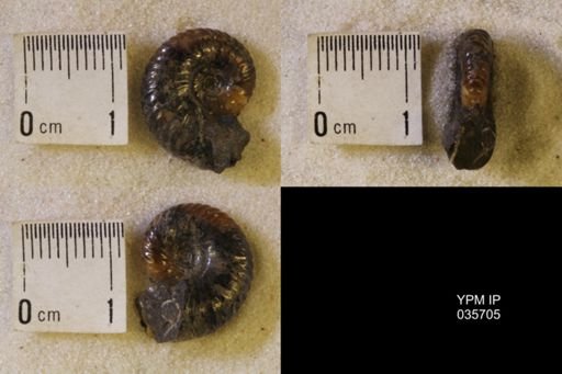 undet. Scaphitidae