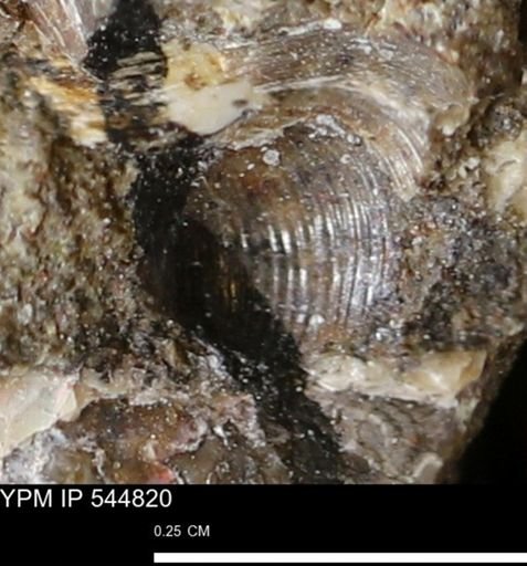 Corbulamella gregaria