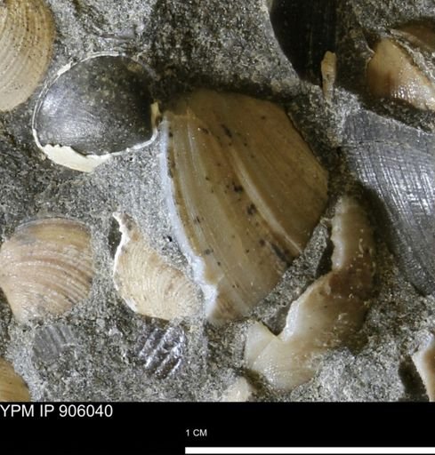 Limopsis striatopunctatus