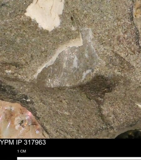 undet. Mollusca