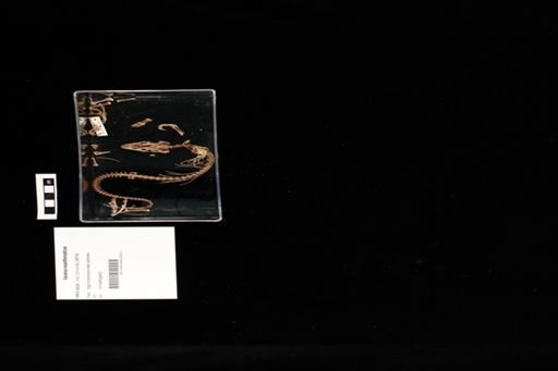 Varanus exanthematicus