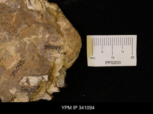 Scaphites sp.