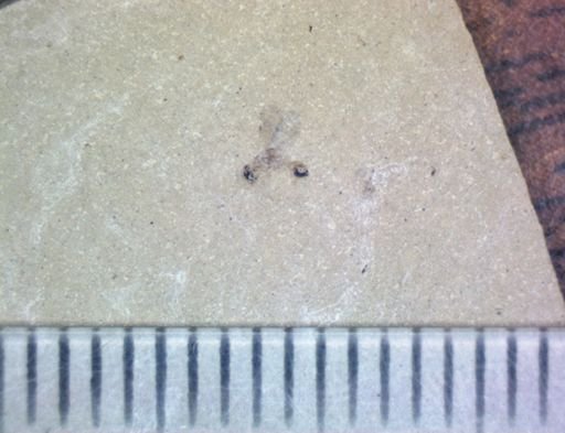 undet. Hymenoptera