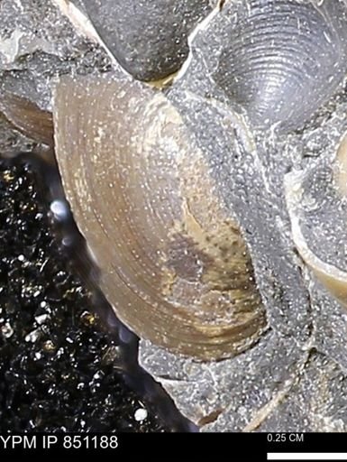 Limopsis striatopunctatus