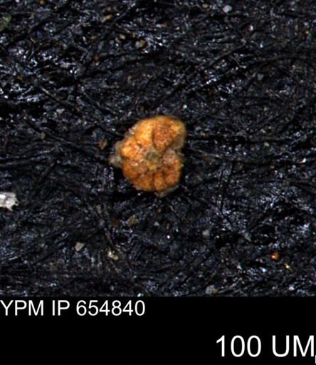 Alveolophragmium linki