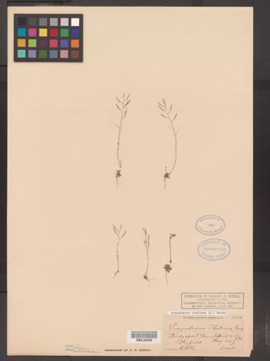 Arabidopsis thaliana