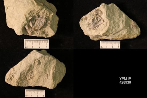 Onychaster flexilis