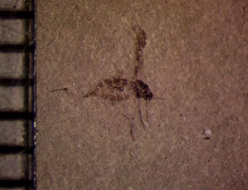 undet. Diptera