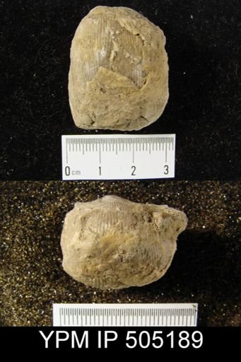 Productus cora?