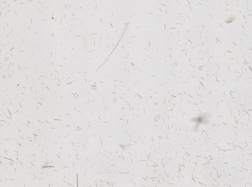 Halichondrida