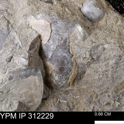 undet. Bivalvia