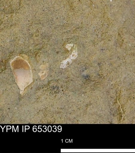 Mollusca