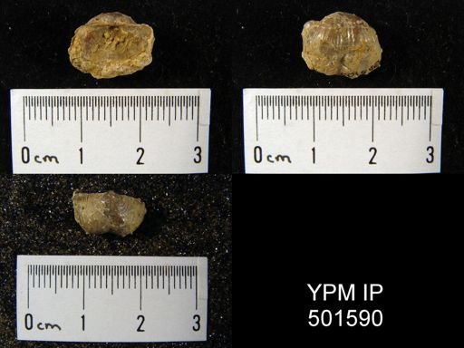 Marginifera sp.