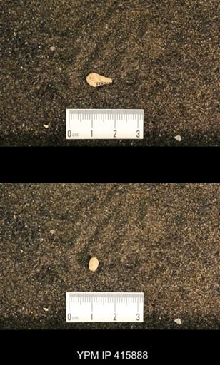 Meekospira choctawensis