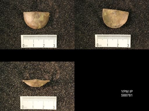 Strophomena planumbona
