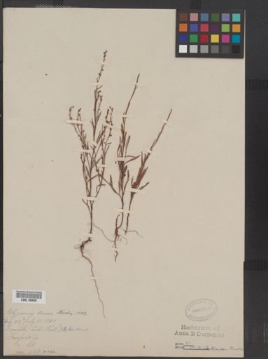 Polygonum tenue