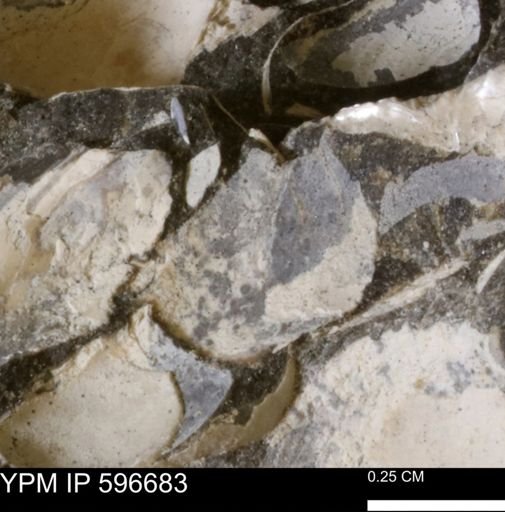 undet. Mollusca