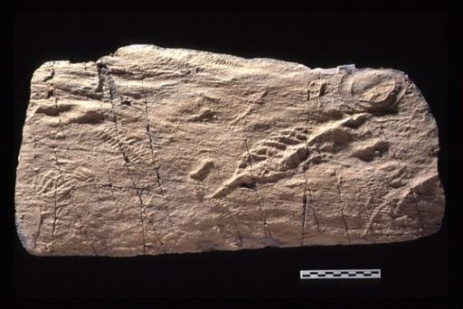 Vendobionta Assemblage