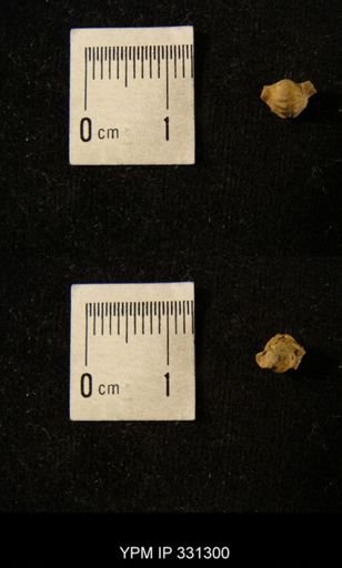Patellostium montfortianum