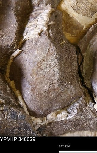 undet. Bivalvia