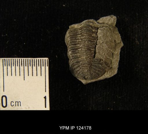 Phacops rana